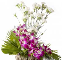 Carnation N Orchids