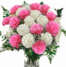20 Pink and White Carnations