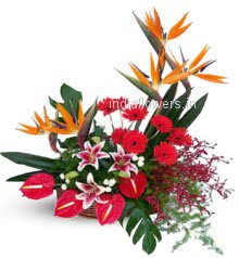 Mixed Exotic Flowers BOP Lilies Gerberas to India