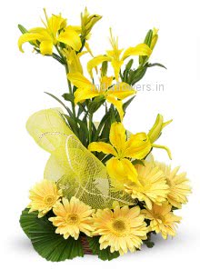 Sunny Radiance Flowers