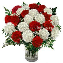 Red and White Carnation