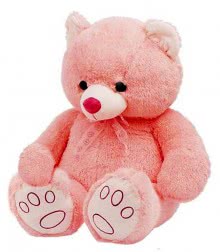 Teddy 24