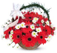 Basket of 30 Red Gerberas nicely decorated with Fillers and Greens 
