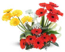 Red Yellow Gerberas