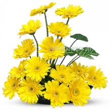 Arrangement of 20 Yellow Gerberas nicely decorated with Fillers and Greens, special deliveries to Mumbai, New Delhi, Lucknow, Dehradun, Vadodara, Guwahati, Kanpur, Cochin