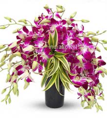 20 Purple Orchid in a Glass Vase nicely decorated, special deliveries to Mumbai, New Delhi, Bangalore , Hyderabad, Patna, Kolkata, Pune, Gurgaon