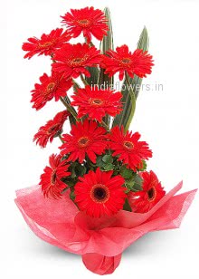 Red Gerberas