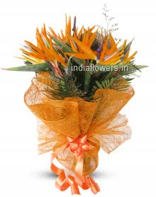 <b style=color:red >Not in Stock</b> Bunch of 6pc Orange Bird of Paradise. Please note we may substitute type of flowers / color of flowers in case of unavailability.