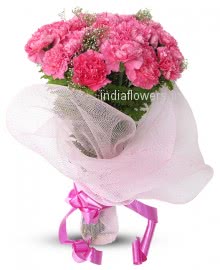 Pink Carnation Bloom